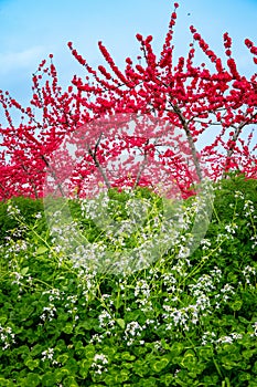 The tall red peach blossoms and low purple white radish flowers in the spring orchard are blooming