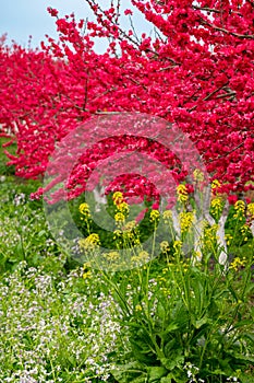 The tall red peach blossoms and low yellow rapeseed flowers in the spring orchard are blooming