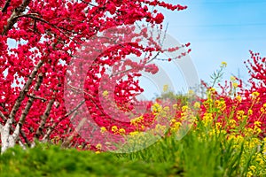 The tall red peach blossoms and low yellow rapeseed flowers in the spring orchard are blooming