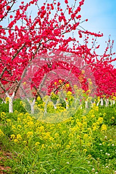 The tall red peach blossoms and low yellow rapeseed flowers in the spring orchard are blooming