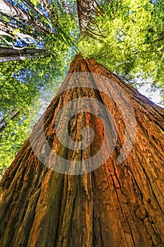 Tall Red Tree Towering Redwood National Park Crescent City California photo