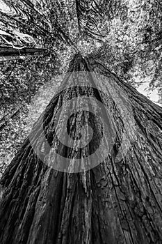 Tall Red Tree Towering Redwood National Park Crescent City California