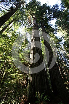 Tall Redwood Trees. photo