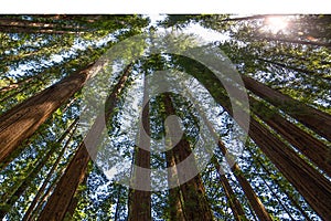 Tall redwood trees in Northern California greeting the sun