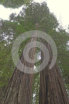 Tall Redwoods