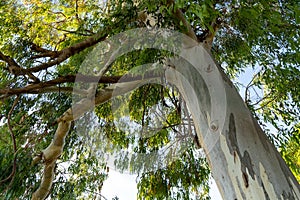 Tall relict eucalyptus trees, bottom-up view, huge eucalyptus trees in summer with green leaves