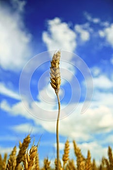 Tall ripe wheat