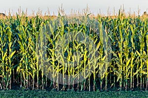 Tall Row of Field Corn