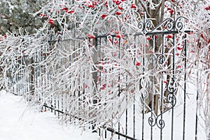 Tall rowan tree growing near black iron ornamented fence with branches covered with slight layer of snow in daytime