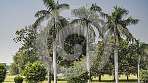 Tall Royal Palms Roystonea grow in a row in the park.