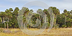 Tall Sabal Palms in Florida