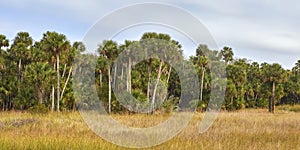 Tall Sabal Palms in Florida