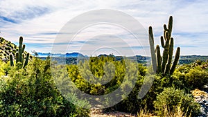 Tall Saguaro Cactus in the Arizona Semi Desert landscape