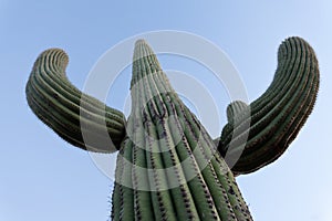 Tall Saguaro Cactus Carnegiea gigantea spiny arms photo