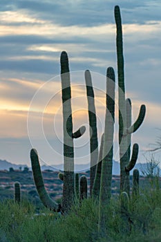 Tall saguaro cactus family reaching up to sunset in early morning sunrise with shrubs and bushes in late evening