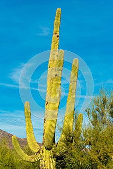 Tall saguaro cactus with native shrubs and trees in the sonora desert in southwester united states in arizona with blue