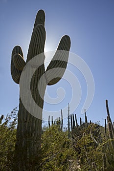 Tall Saguaro Cactus Rises High Above The Sonoran Desert Landscape