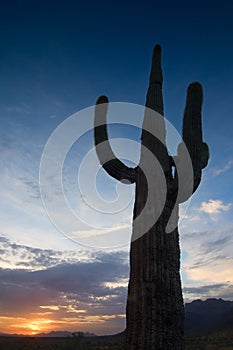 Tall saguaro at sunset.