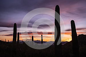 Tall Saguaro Trunks Silhouetted Agains Purple Colors Of Sunset