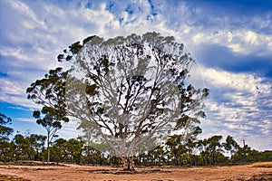 A tall salmon gum (Eucalyptus salmonophloia)