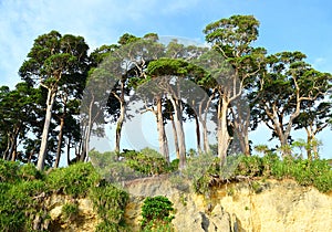 Tall Sea Mahua Trees in Littoral Forest on Top of Hill against Blue Sky - Landscape at Neil island, Andaman Nicobar Islands, India photo