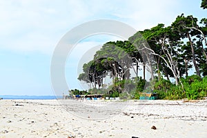 Tall Sea Mohua Trees at Sandy Beach - Natural Landscape - Sunset Point, Laxmanpur, Neil Island, Andaman, India