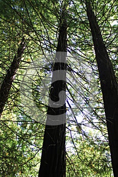 Tall sequoias photo