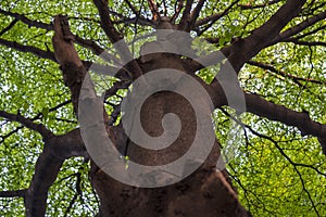 a tall, shady tree with dense leaves provides coolness during the day