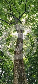 tall and shady trees in the yardÃ¯Â¿Â¼ photo