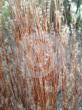 Tall Sharp Grass in the Fall.