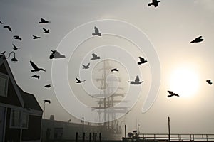 Tall Ship with Birds