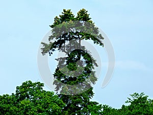 Tall slander pine tree reaching way above the top of surrounding forest. blue sky