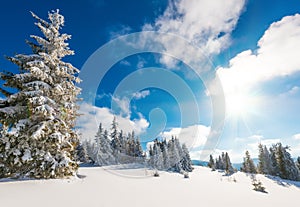 Tall slender snowy fir trees grow on a hill