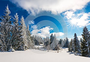 Tall slender snowy fir trees grow on a hill