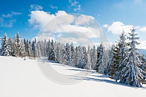 Tall slender snowy fir trees grow on a hill