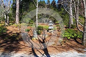 A tall slender stone Japanese lantern in the garden surrounded by brown fallen pine needles and lush green trees and plants