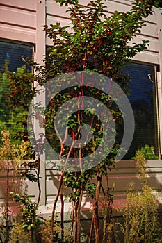 Red-Lit Slender Tree in Front of Modern Building at Night