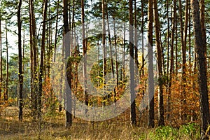 The tall, slender trunks of the pine trees in the autumn woods under the evening sun