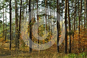 The tall, slender trunks of the pine trees in the autumn woods under the evening sun