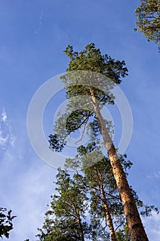 A tall and smooth tree, a pine tree under a beautiful sky and an unusual angle
