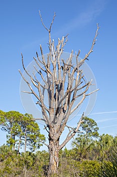 Tall Snag Pine Tree Against Blue Sky