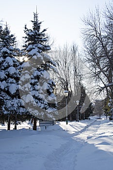 Tall snow-covered fir trees are growing in the city park. Snow on spruce branches in winter. Beautiful winter landscape