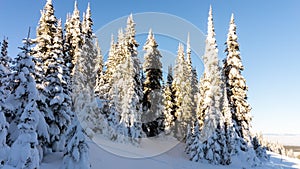 Tall Snow Covered Pine Trees under Blue Skies