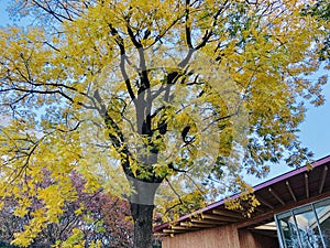 A tall soapberry tree in autumn