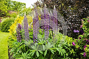 Tall spikes of blue lupin flowers in summertime.