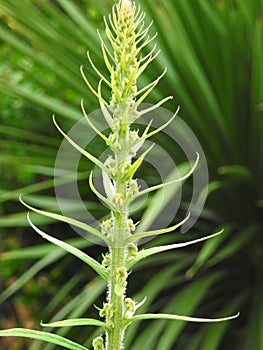 tall spiky plant texture ferns oasis palms tropical exotic trees flowers nature herbal herbs