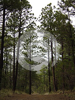 Tall, Spindly Conifer Trees in the Mountains of Arizona