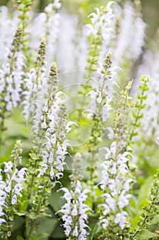 Tall Spires of White Salvia Blooms in Spring