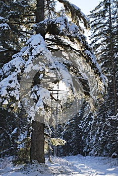 Tall spruce tree in winter