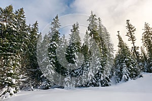 tall spruce trees covered with snow.